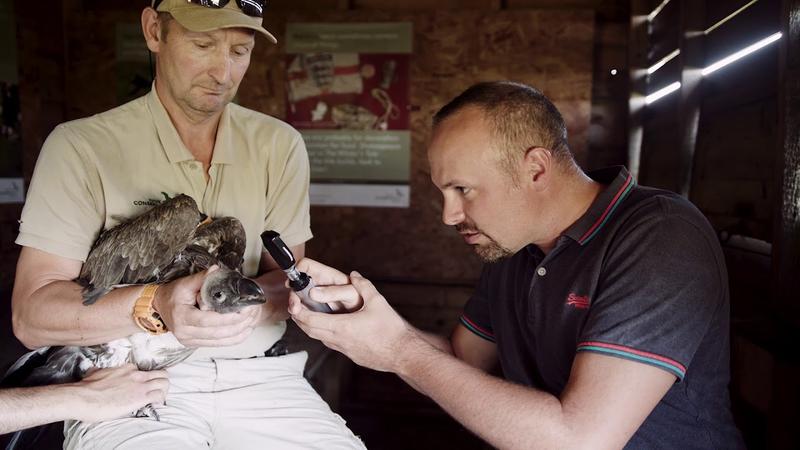 Steve Portugal using an ophthalmoscope with a vulture someone else is holding