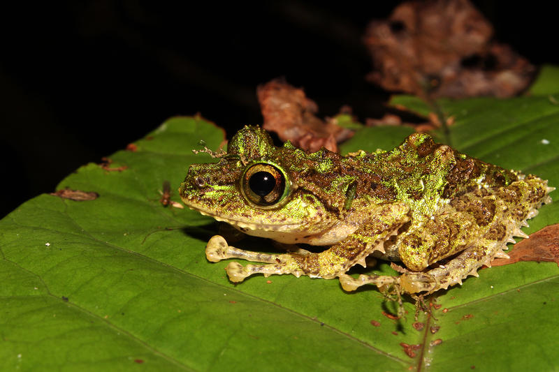 The Madagascan frog Spinomantis aglavei was named after Monsieur Aglave, a French administrator of the province of Andevoranto in Madagascar.  Credit: Ricardo Rocha