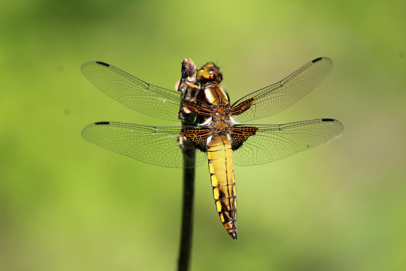 A close up of a dragonfly