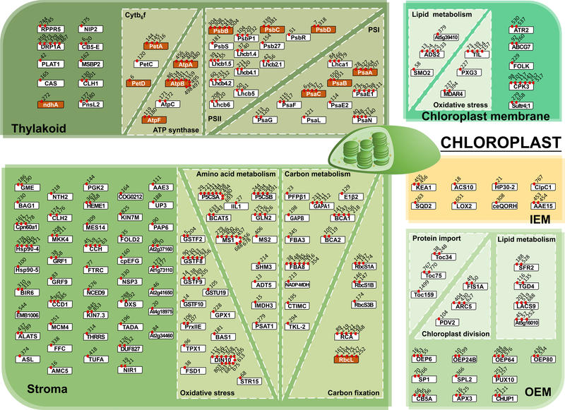A figure illustrating the complexity of ubiquitination in chloroplasts
