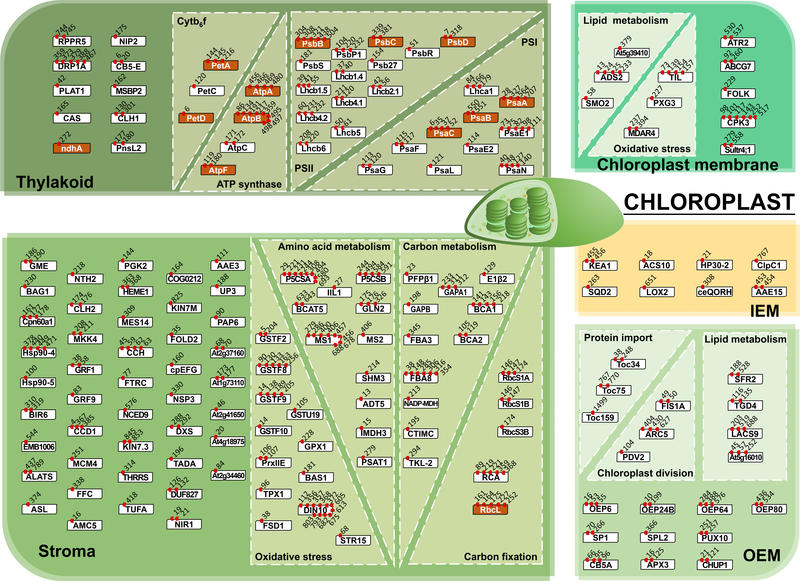 jarvis & yi UPS figure A figure illustrating the complexity of ubiquitination in chloroplasts