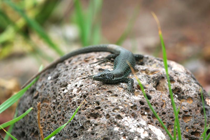 Madeiran wall lizard, Teira dugesii, named after Dr. Antoine Louis Dugès (1797–1838), a French physician. Image credit: Ricardo Rocha