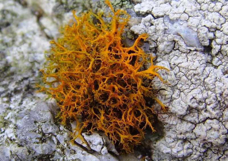 Image of orange Teloschistaceae lichen upclose