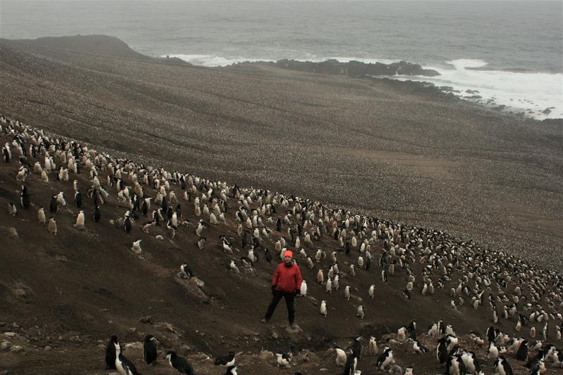 tom hart in chinstrap colony largest penguin colony in the world on zavadovsky island south sandwich islands