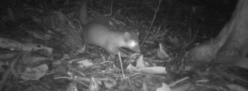 sabah ferret badger