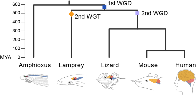 whole genome duplications figure