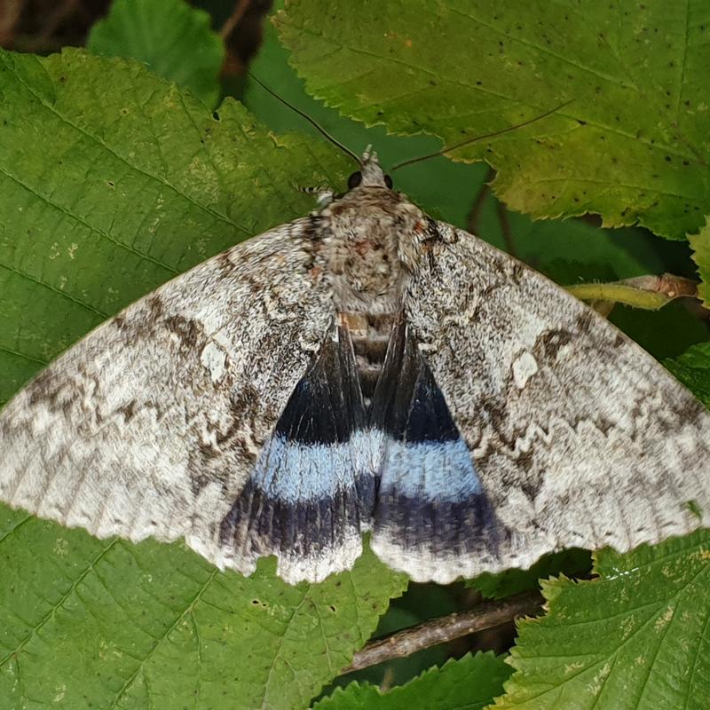 A moth with camouflaged wings