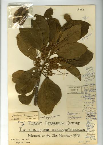 Fho 100000th specimen Herbarium specimen of Terminalia glaucescens
