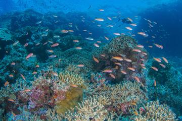 A coral reef with fish swimming around it A coral reef with fish swimming around it
