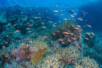 A coral reef with fish swimming around it