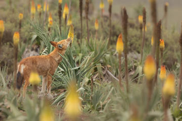 Ethiopian wolf feeding on nectar of a flower