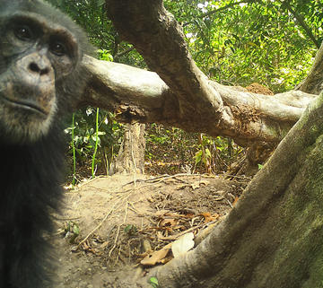 adult male chimpanzee inspecting camera trap neyt to a stingless bee hive
