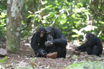 Adult female and infant chimpanzees Adult female cracking nuts using stone tools. She is being observed by an infant female (1 year old).