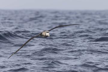 antipodean albatross flying low over the ocean with wings outspread