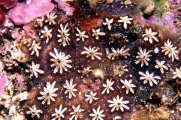 Botryllus schlosseri botryllus schlosseri