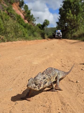 chameleon on a road with trees and a car in the background