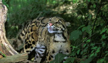 clouded leopard