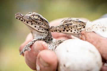 Cuban Crocodile hatchings in the Zapata Swamp breeding sanctuary Two Cuban Crocodile hatchings in a person's hand