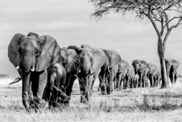 A black and white photo of a herd of african elephants