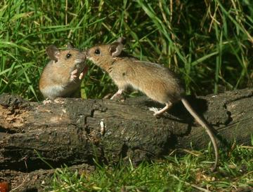 Two field mice sitting on a log