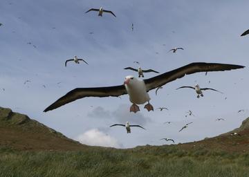 flying albatrosses