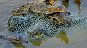 Two young gharial crocodiles are sitting on the partially submerged head of an adult female gharial