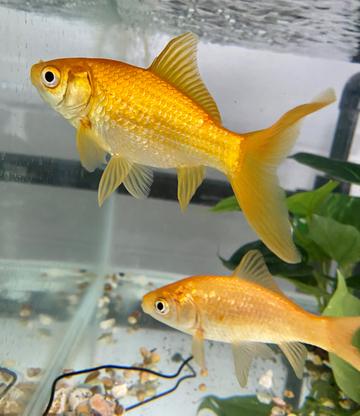 Two goldfish in a tank