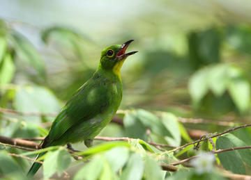 A green bird stands among foliage singing