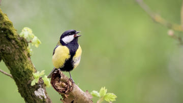 Great tit singing