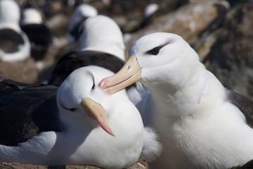 Two black-browed albatrosses preen each other