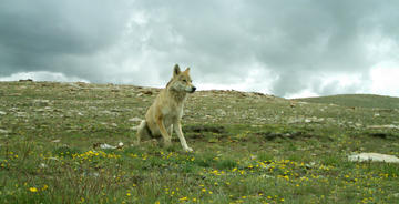 himalayan wolf