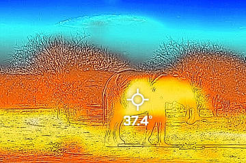 A false colour infrared image showing temperature in a scene. The image is of an elephant, with trees in the background