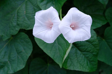 Two Ipomoea aequatoriensis flowers. They are soft pink against a background of dark green leaves