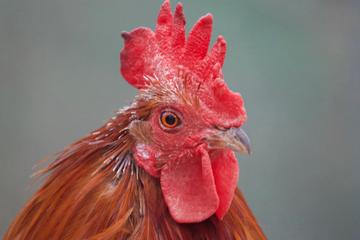 Jungle fowl jungle fowl
