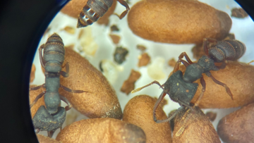 Ants under a microscope (Mystrium sp.)