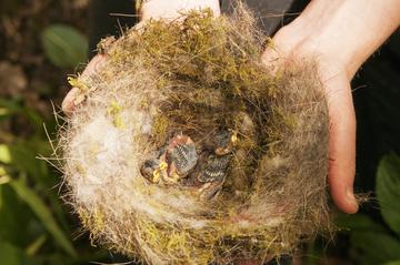 Nest in hands andrew harrington A person holds a great tit nest with young chicks visible