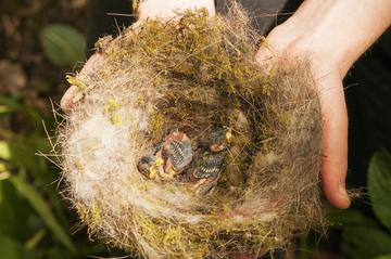 A person holds a great tit nest with young chicks visible