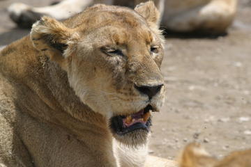 Lychee, a lioness included in the study