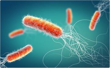 Pseudomonas aeruginosa bacteria