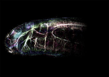 Papadogiannis et al cover art 2 small sebastian shimeld Microscope image of cranial nerves in a lamprey embryo