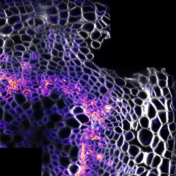 Cross section of a plant with injury