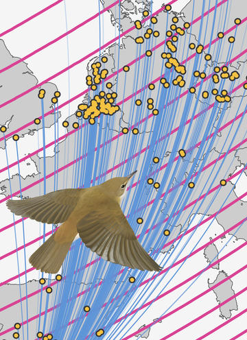A composite illustration showing a eurasian reed warbler over a map of western europe showing migration paths, breeding sites, and magnetic field lines