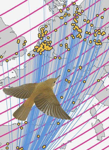 Reed warbler magnetism joe wynn illustration A composite illustration showing a eurasian reed warbler over a map of western europe showing migration paths, breeding sites, and magnetic field lines