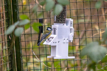 A great tit at a feeding station
