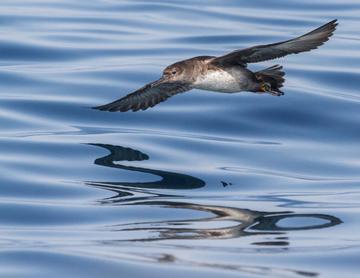 shearwater flying low above the ocean