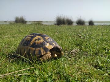 spur thighed tortoise