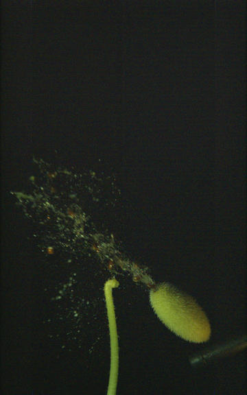 A still showing the jet ejected from a squirting cucumber