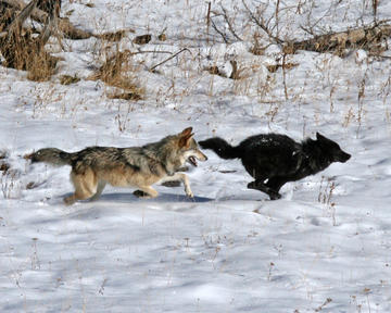 A grey wolf chases a black wolf across a snowy field