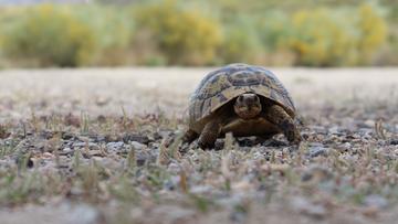 testudo graeca