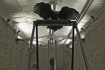 A harris' hawk landing on a perch in a motion capture studio